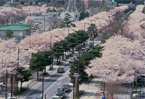 十和田市